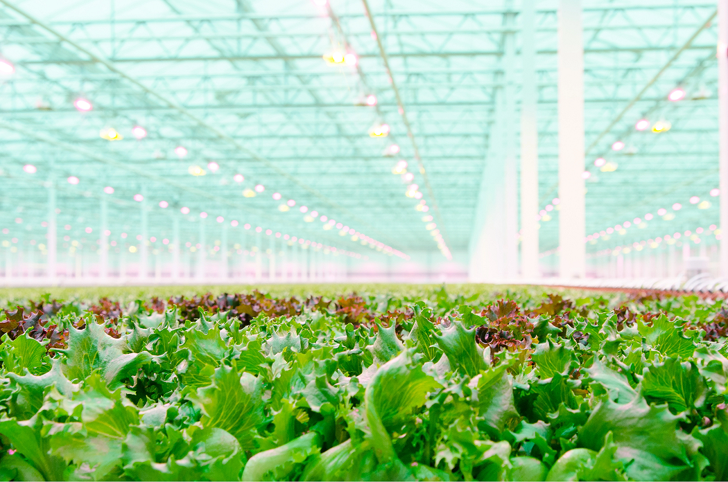 Little Leaf Farms Raises $300 Million in Capital with Financing from TPG's  The Rise Fund and Bank of America